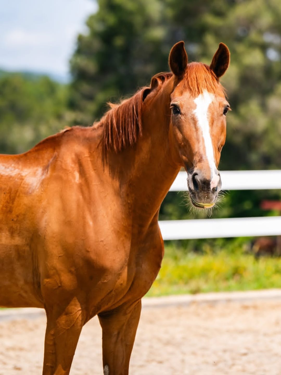 Primer plano de un caballo en el club
